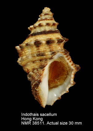 Indothais sacellum.jpg - Indothais sacellum(Gmelin,1791)